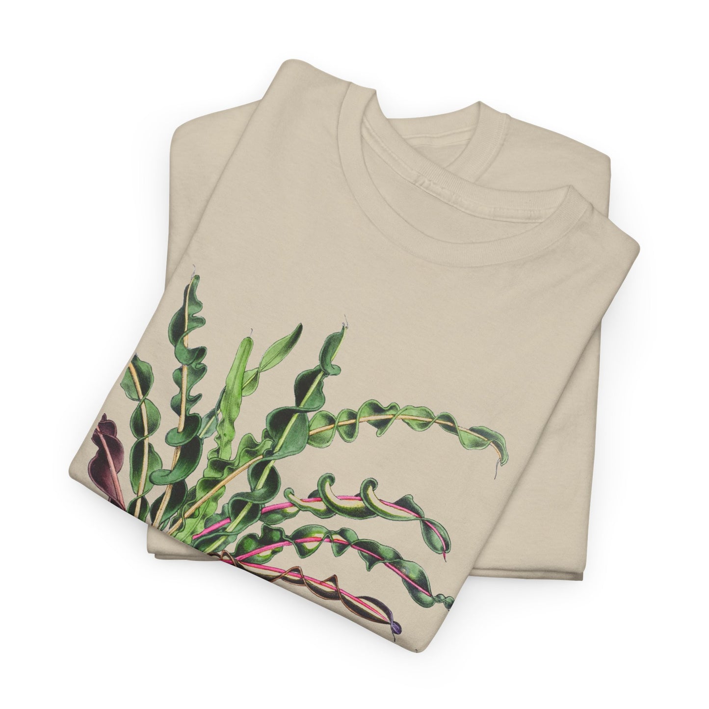 1874 vintage spiral croton codiaeum variegatum var spirale illustration reproduction tshirt
