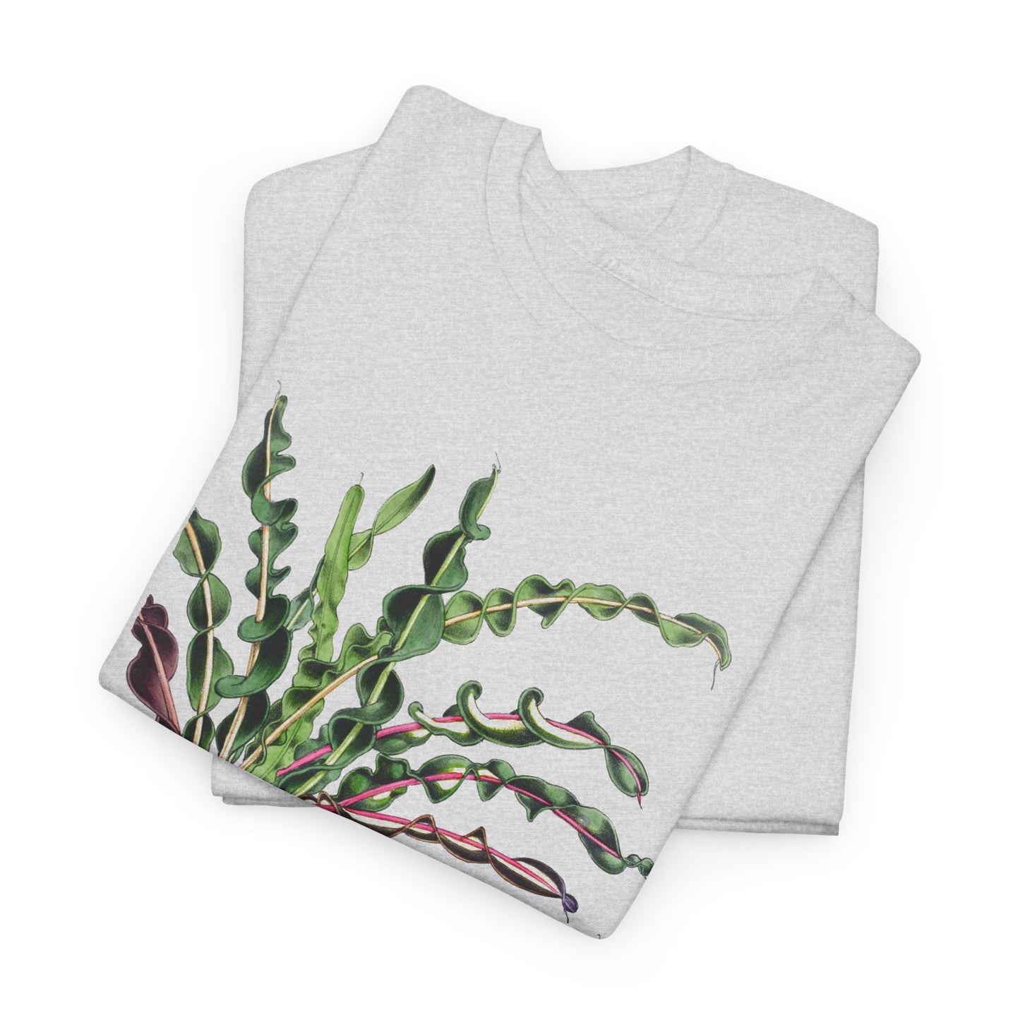 1874 vintage spiral croton codiaeum variegatum var spirale illustration reproduction tshirt