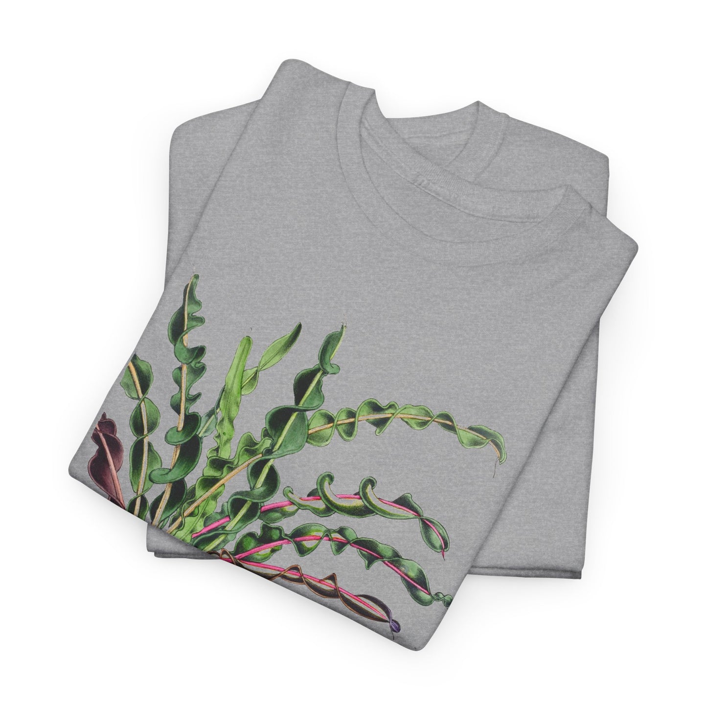 1874 vintage spiral croton codiaeum variegatum var spirale illustration reproduction tshirt