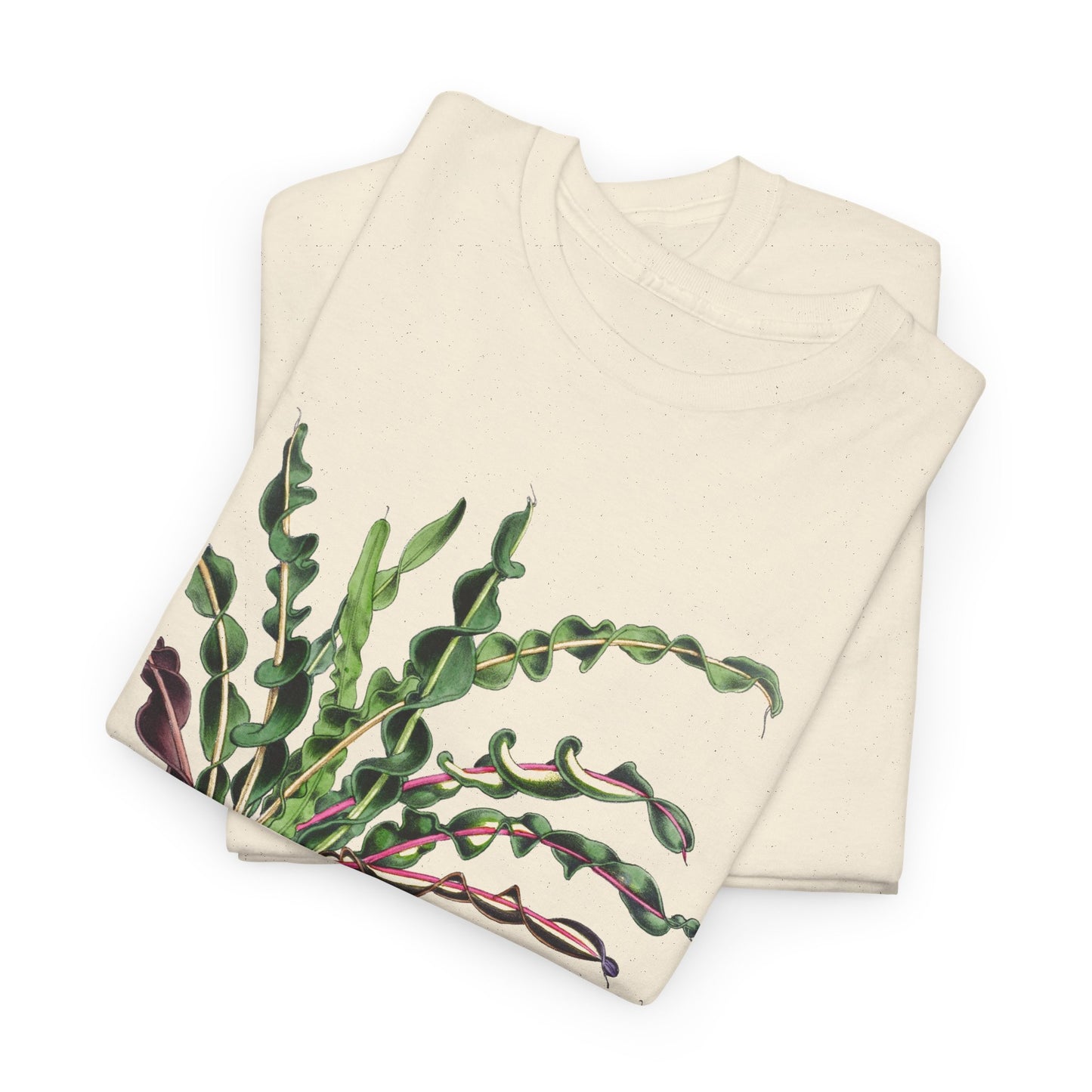 1874 vintage spiral croton codiaeum variegatum var spirale illustration reproduction tshirt