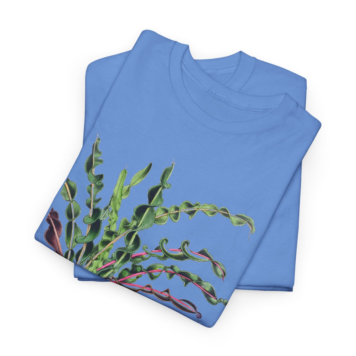 1874 vintage spiral croton codiaeum variegatum var spirale illustration reproduction tshirt