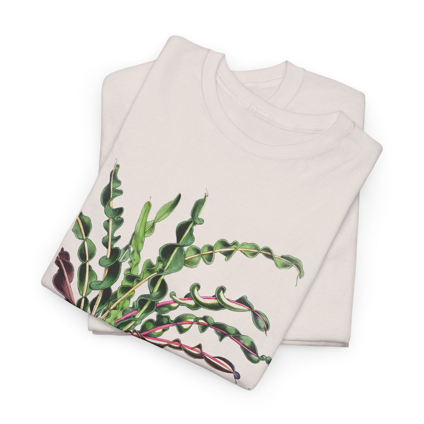 1874 vintage spiral croton codiaeum variegatum var spirale illustration reproduction tshirt