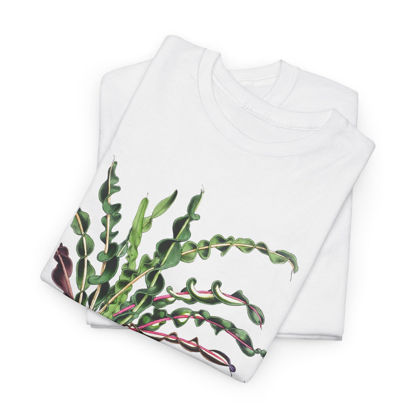 1874 vintage spiral croton codiaeum variegatum var spirale illustration reproduction tshirt