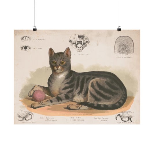 1872 lithograph print reproduction of the cat felis domesticus matte horizontal poster whatmart