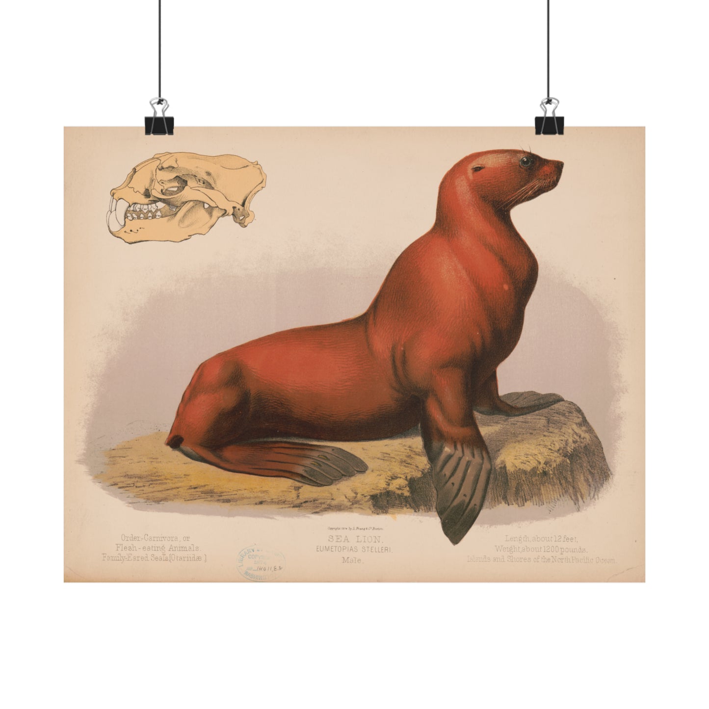 1874 lithograph print male sea lion eumetopias stelleri reproduction matte horizontal poster whatmart