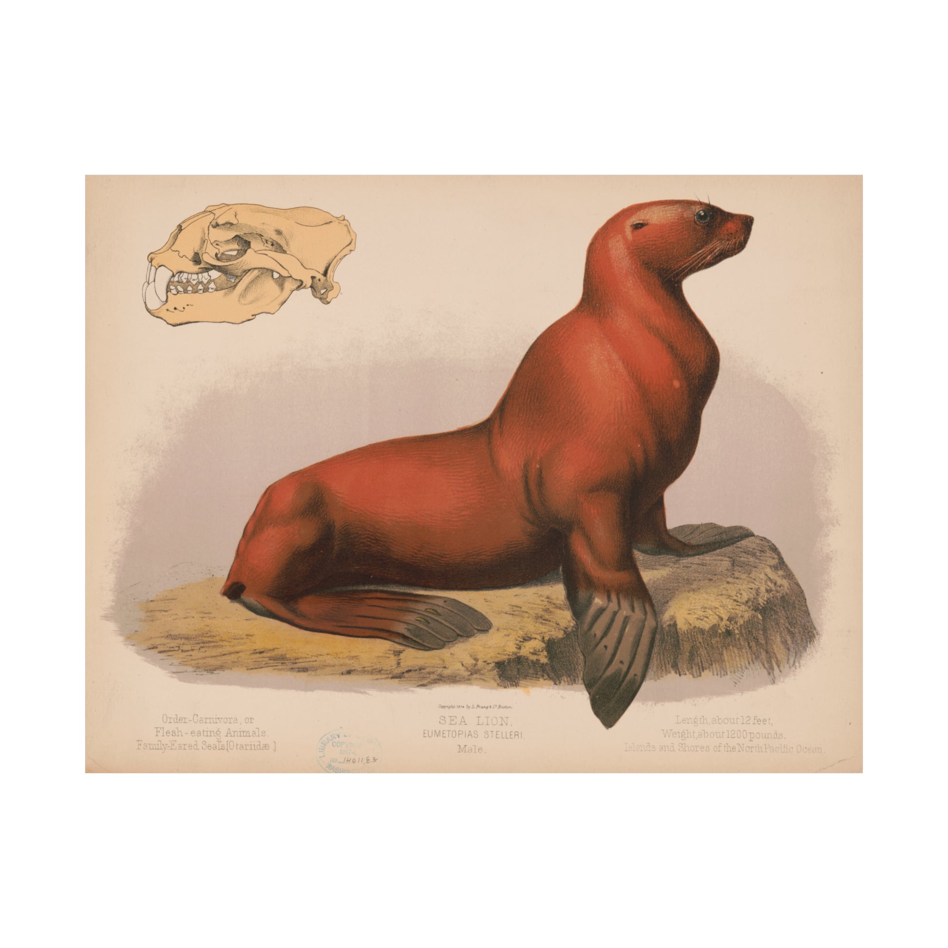 1874 lithograph print male sea lion eumetopias stelleri reproduction matte horizontal poster whatmart