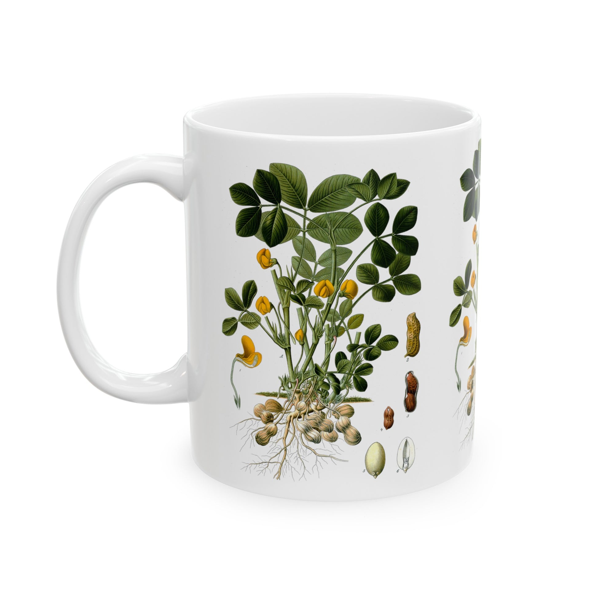 1887 peanut arachis hypogaea botanical print from kohler's plants by hermann adolph kohler ceramic mug whatmart