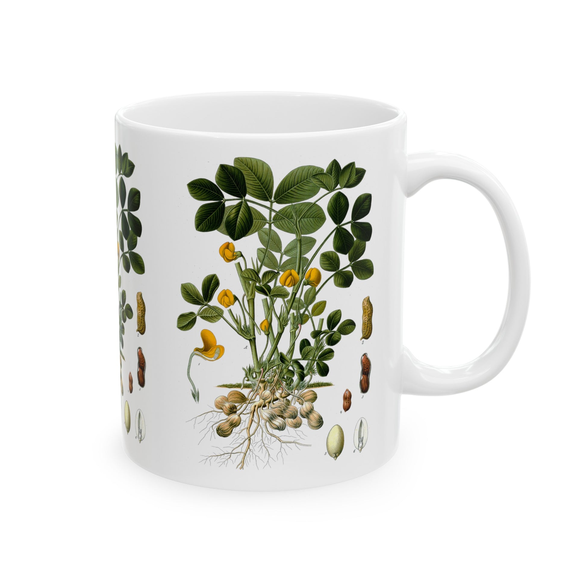 1887 peanut arachis hypogaea botanical print from kohler's plants by hermann adolph kohler ceramic mug whatmart