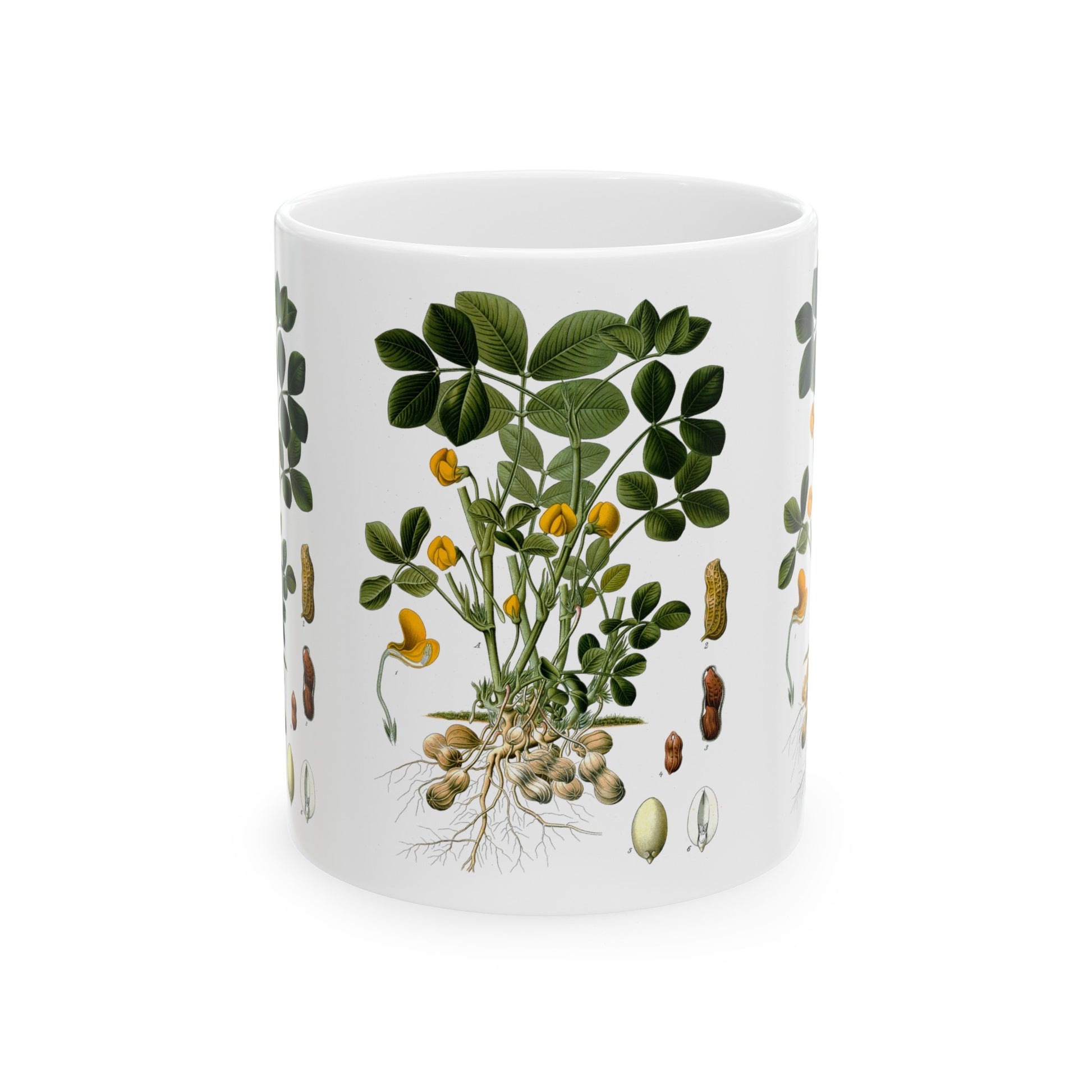 1887 peanut arachis hypogaea botanical print from kohler's plants by hermann adolph kohler ceramic mug whatmart