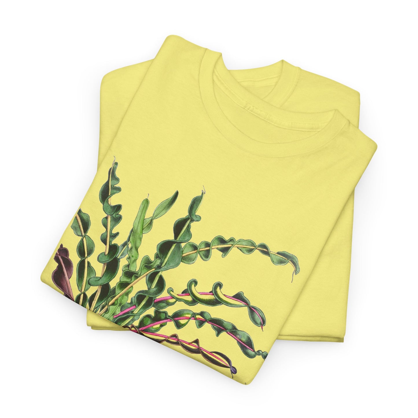 1874 vintage spiral croton codiaeum variegatum var spirale illustration reproduction tshirt